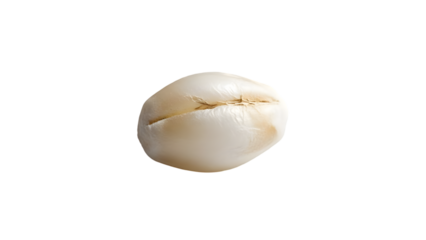 Close up of a white seashell with a crack on a black background