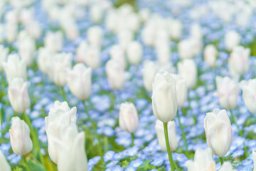 白いチューリップとネモフィラの花畑