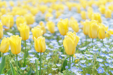 黄色いチューリップとネモフィラの花畑