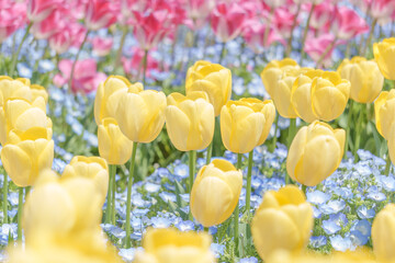 黄色いチューリップとネモフィラの花畑