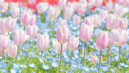 ピンクのチューリップとネモフィラの花畑