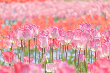 春爛漫のチューリップ畑