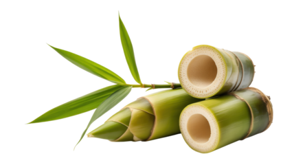 Fresh bamboo plant food ingredient. Raw young asian cooking vegetable.