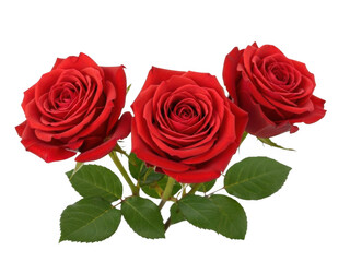 Fototapeta premium Three vibrant red roses isolated on transparent background