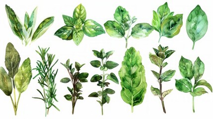 Watercolour branches with a variety of green grass leaves create a naturalistic ornament suitable as a decorative background for culinary blogs and organic product packaging.