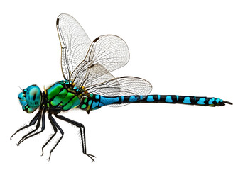 Dragonfly with blue and green body isolated on transparent background