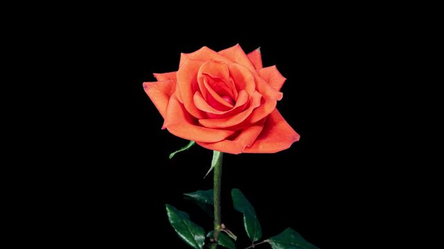 Time Lapse of Orange Rose Growing Blossom From Bud to Big Flower on Black Background and Wilting After