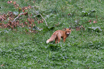 Rotfuchs in einer Wiese