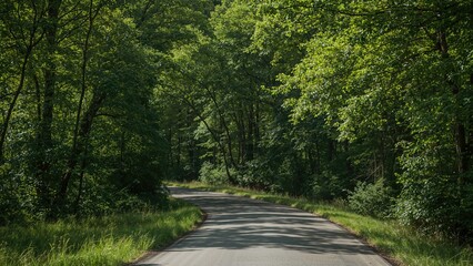A scenic forest road surrounded by lush green trees and foliage in a natural setting.