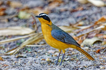 Wei&szlig;brauen-R&ouml;telchen