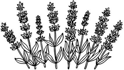 Very beautiful set of lavender flowers arranged as isolated botanical elements, designed for versatile decorative use in floral patterns, branding, stationery, and elegant natural-themed artwork.