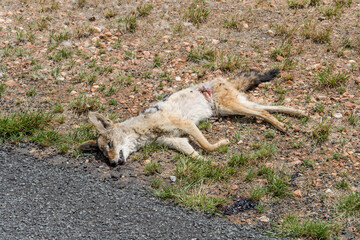 death on roadside, near Hohewarte, Namibia