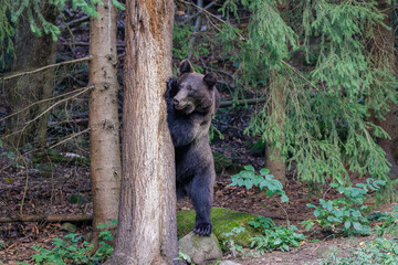Braunb&auml;r versteckt sich hinter einem Baum