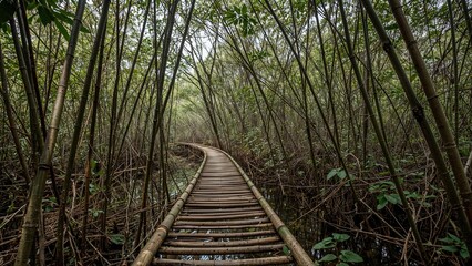 Pathway through a bamboo forest with a curved wooden plank walkway. Nature trail and wilderness environment. The scene of a natural and tranquil nature walk.