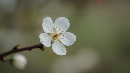A flower blossom on a branch, with the number 1964.