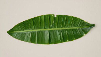 Green Banana Leaf Laid Flat, eco friendly material, natural design element