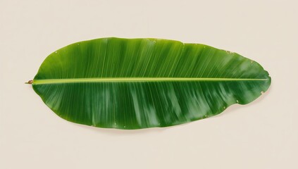 Fresh Banana Leaf with Central Vein on Light Background, organic texture, tropical foliage