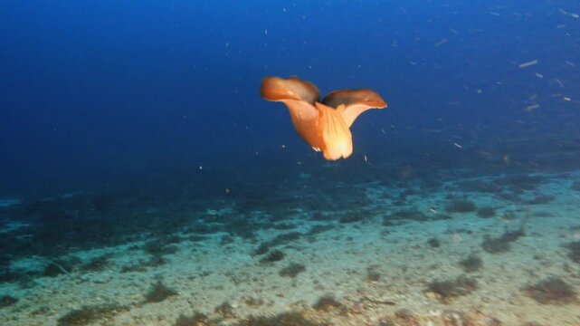 Rare marine life - Sea hare swimms in deep sea water