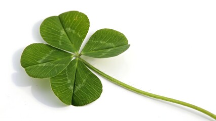 Four-leaf lucky clover symbol of Saint Patrick's Day isolated with shadows on white background. AI GENERATED.
