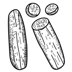vector drawing of cucumber