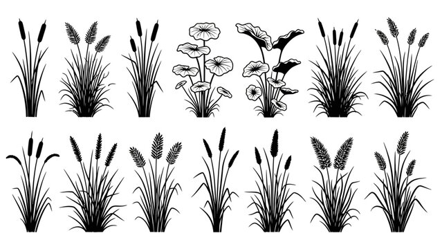 Diverse vector set of botanical illustrations showcasing various marsh and pond plants like reeds, cattails, and aquatic grasses in monochrome