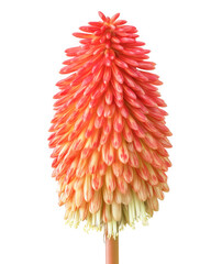 Kniphofia uvaria Red Hot Poker plant isolated on a white background
