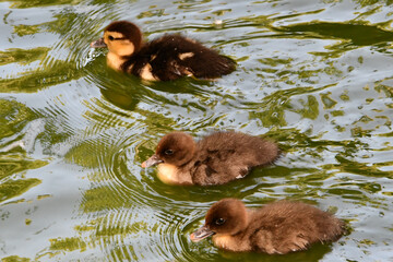 M&atilde;e pata e filhotes no lago do Museu da Rep&uacute;blica - Pal&aacute;cio do Catete - RJ 