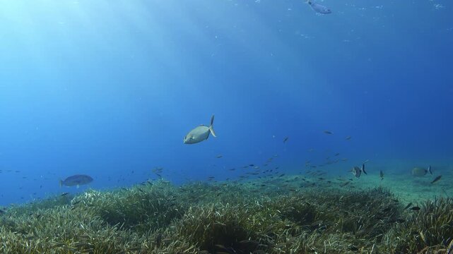 Little jackfish swimms in shallow clean sea water - Mediterranean sea life
