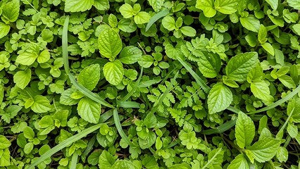 Overhead view of lush green mint leaves and vibrant foliage