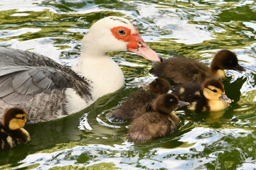 M&atilde;e pata e filhotes no lago do Museu da Rep&uacute;blica - Pal&aacute;cio do Catete - RJ 