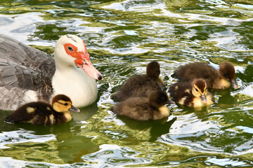 M&atilde;e pata e filhotes no lago do Museu da Rep&uacute;blica - Pal&aacute;cio do Catete - RJ 