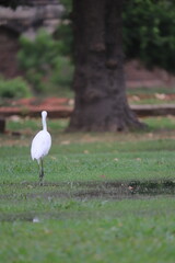 White stork and white ibis in grassy nature 