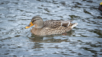 Mallard Hen