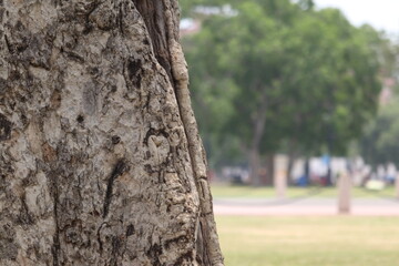 Old mossy tree trunk in a green forest park with bark texture and leaves