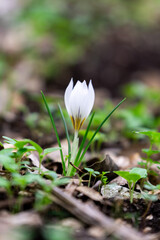 Delicate white and yellow winter Crocus in the woodlands near Kiryat Tivon in Israel.
