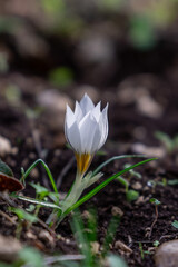 Delicate white and yellow winter Crocus in the woodlands near Kiryat Tivon in Israel.
