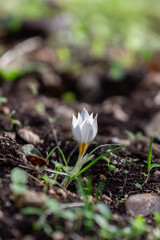 Delicate white and yellow winter Crocus in the woodlands near Kiryat Tivon in Israel.
