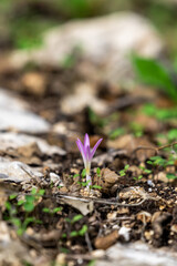The delicate pink flowers of Steven's Meadow Saffron, First-rain Colchicum scientific name Colchicum stevenii Kunth which is one of the first flowers to bloom  in the Autumn in Israel.
