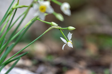 The small wild dafodil called Paperwhite, Bunch-flowered Narcissus, Bunch-flowered Daffodil, scientific name  Narcissus tazetta found in a wadi in Kiryat Tivon near Haifa, Israel.  
