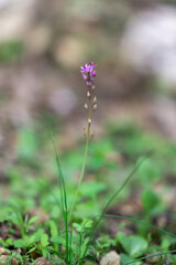 The Autumn Squill, Prospero autumnale, delicate purple flower that is usually the first flower of the season to bloom in Israel.
