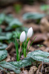 Delicate white and yellow winter Crocus in the woodlands near Kiryat Tivon in Israel.
