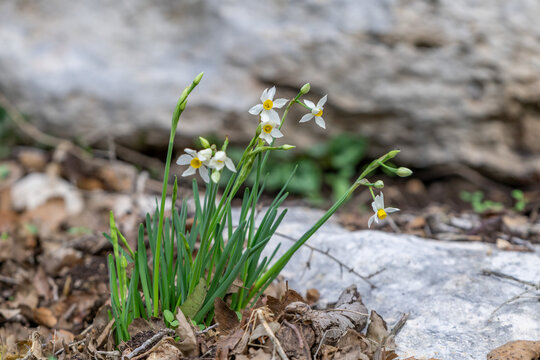 The small wild dafodil called Paperwhite, Bunch-flowered Narcissus, Bunch-flowered Daffodil, scientific name  Narcissus tazetta found in a wadi in Kiryat Tivon near Haifa, Israel.  
