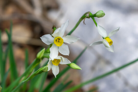 The small wild dafodil called Paperwhite, Bunch-flowered Narcissus, Bunch-flowered Daffodil, scientific name  Narcissus tazetta found in a wadi in Kiryat Tivon near Haifa, Israel.  
