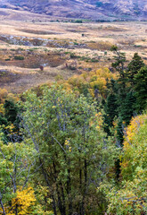 a green forest area in a mountainous area is the transition of nature to an autumn state