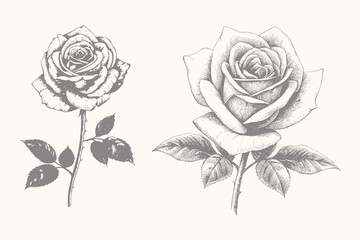 vintage style roses set illustration. hand drawn rose plant vector. Black and white vintage etching vector botanical isolated set. Eps 10