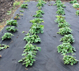 Growing strawberries using black agrofiber