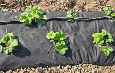 Growing strawberries using black agrofiber