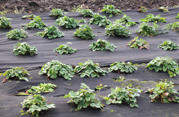 Growing strawberries using black agrofiber