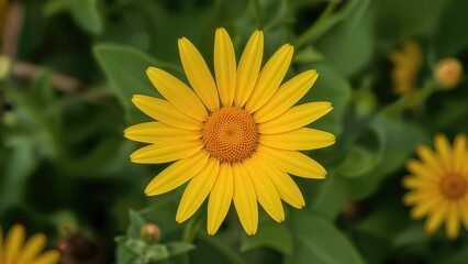 Obraz premium Bright yellow flower with petals radiating from a central disc, surrounded by green leaves and other flowers.