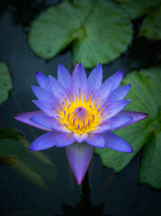Vibrant purple water lily blooms beautifully on the surface of a tranquil pond, with lush green lily pads surrounding it. Relaxation concept